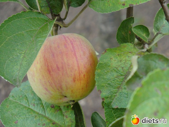 12 фото: Растения на даче