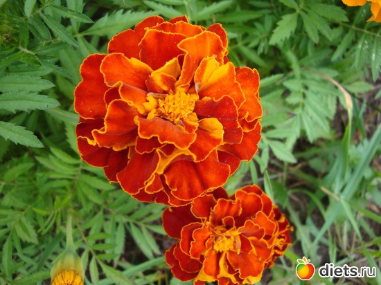 13 фото: Растения на даче