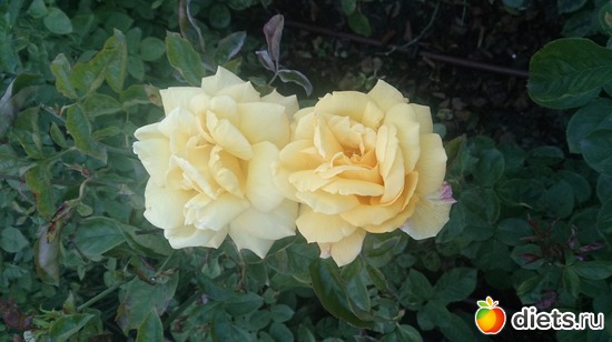 17 ����: ���������