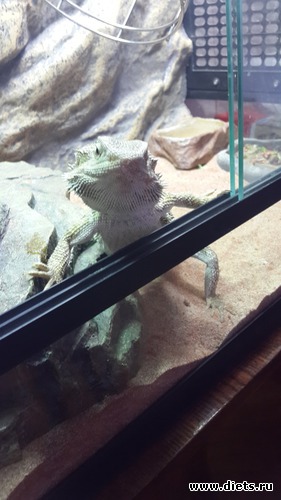 50 ����: ��� ������� �����