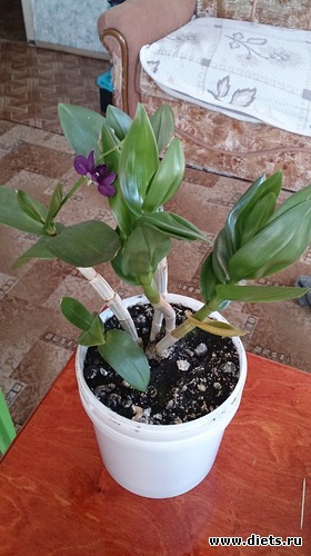 8 фото: Для вставок