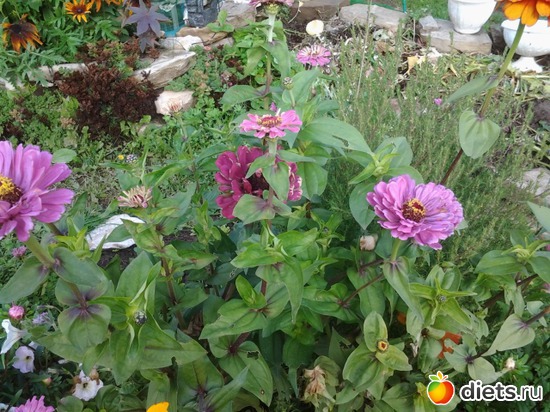 циния под первым снежком, какой же это цвет?, альбом: дача