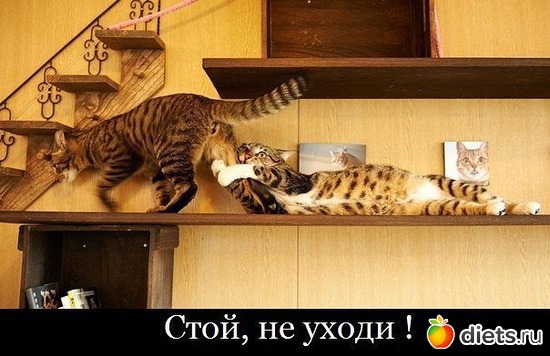 11 ����: ���� ���-�� ���))