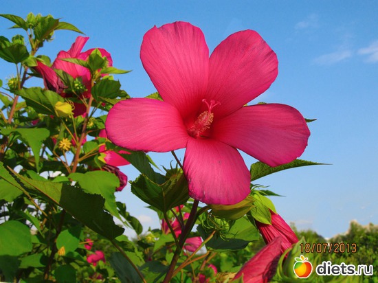 99 ����: �����-����-����� 2013 - 2015