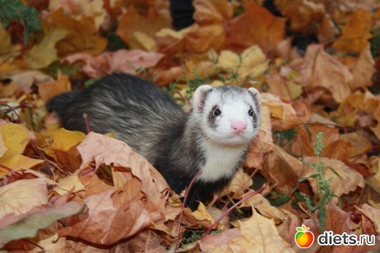 1 фото: Хорьки