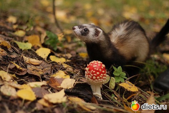 2 фото: Хорьки