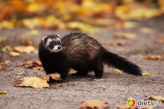 3 фото: Хорьки