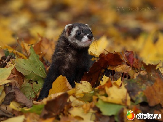 4 фото: Хорьки