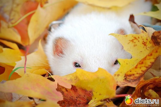 5 фото: Хорьки