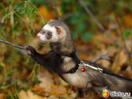 7 фото: Хорьки