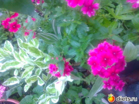 12 ����: �� ���������