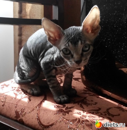 3 ����: ...�� "�������" �����...