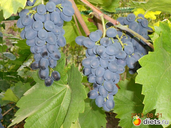 104 фото: Моя дача