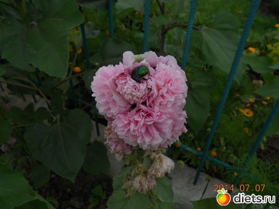 105 фото: Моя дача