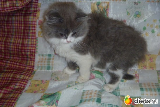 11 ����: ��� ����