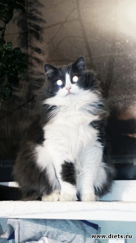 13 ����: ��� ����