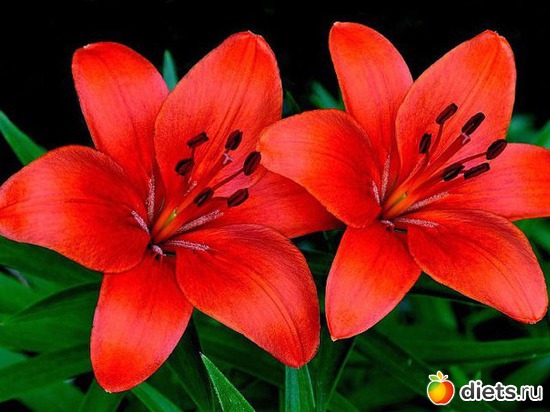 14 фото: ЛЮБЛЮ ЦВЕТЫ