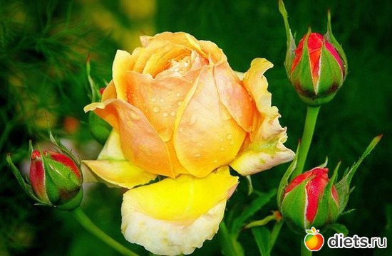 18 фото: ЛЮБЛЮ ЦВЕТЫ
