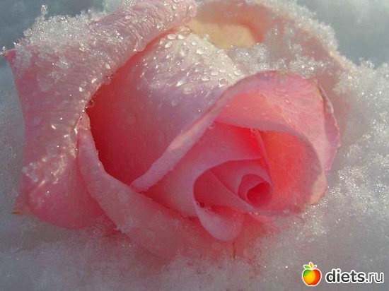 19 фото: ЛЮБЛЮ ЦВЕТЫ