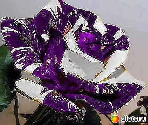 ЛЮБЛЮ ЦВЕТЫ