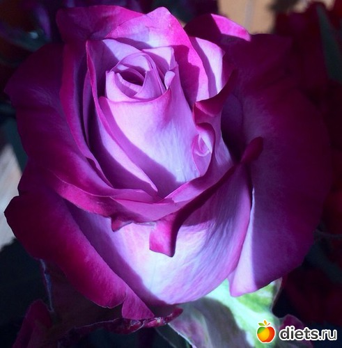 29 фото: ЛЮБЛЮ ЦВЕТЫ