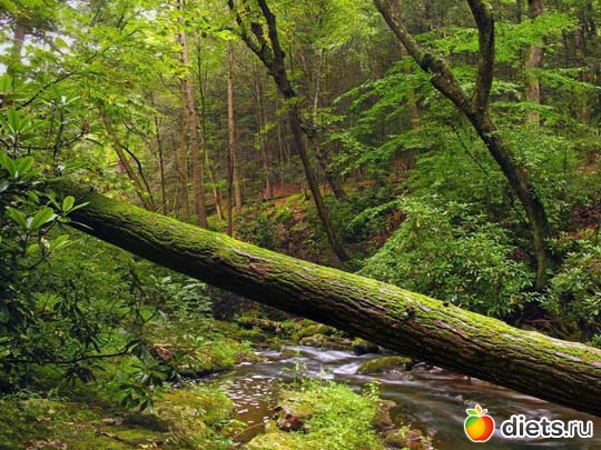Лето...Красота...