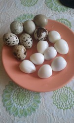 Перепелиные яйца