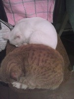 коты похудели)))