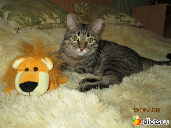 40 фото: Кашкай Котовский