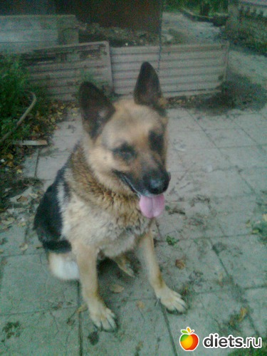 Мой Дикуся, альбом: Мои дети хвостатые и полосатые.