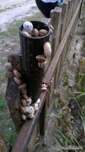 Молюсски в горах, альбом: Пляхо
