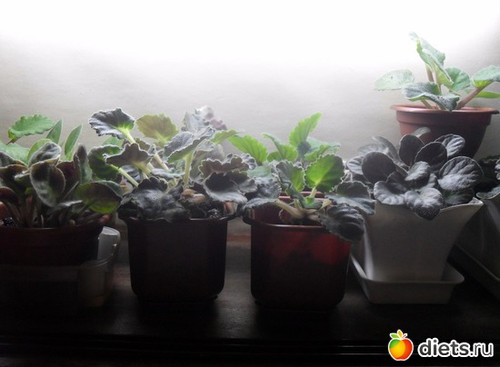 Зимняя подсветка., альбом: Мои любимые хоббиты.