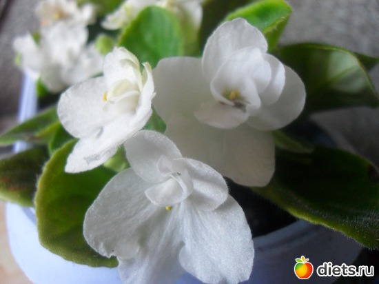 13 фото: Мои любимые хоббиты.