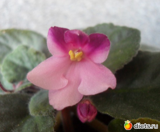 14 фото: Мои любимые хоббиты.