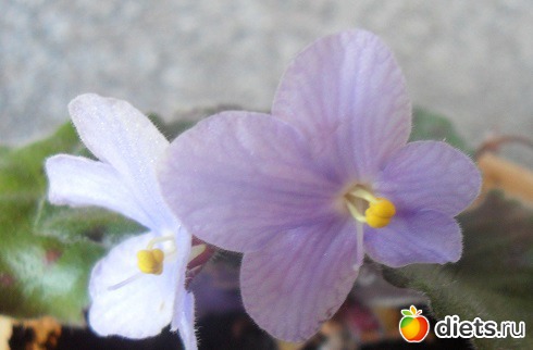 Мои любимые хоббиты.