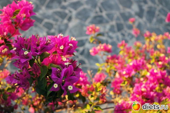 о.Крит, альбом: Крит 2013