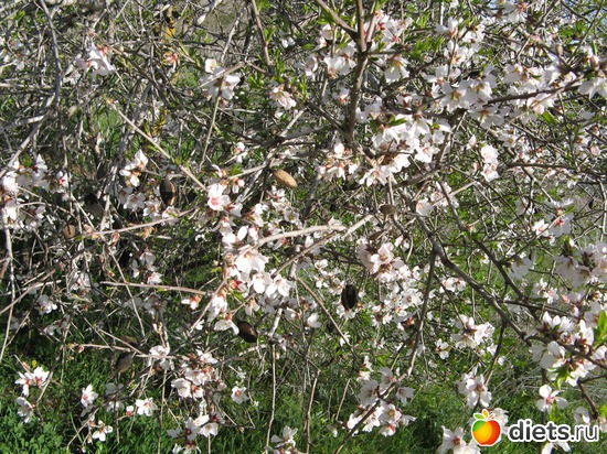 99 фото: Природа...