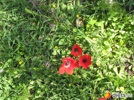 109 фото: Природа...