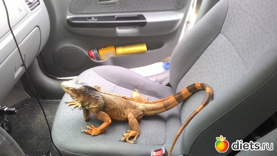 Наша игуана - Гуня))) любительница путешествий))), альбом: Мои выходные. Всегда разные