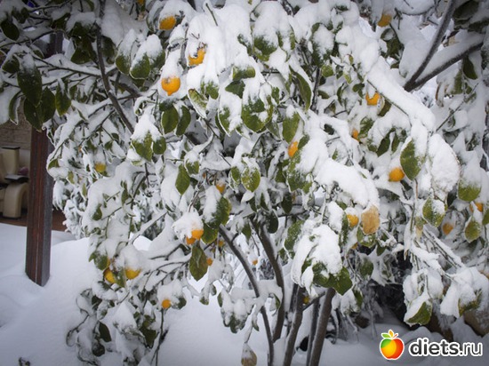 Эфрат, альбом: Израильская зима 2015 год .