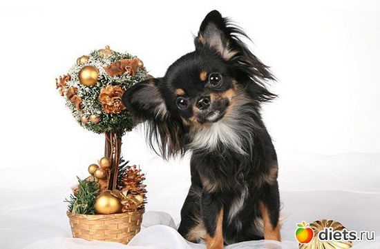 ������, ����� - ����������:), ������: ��� ������