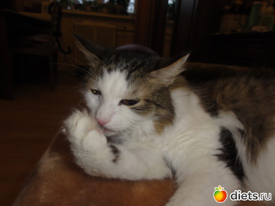 9 фото: Кот