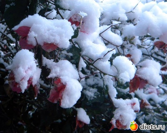 19 фото: Израильская зима 2015 год .