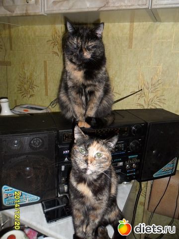 Муха и Масяня 2015 год