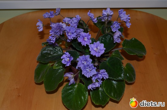 ФИАЛКА, альбом: Цветочки