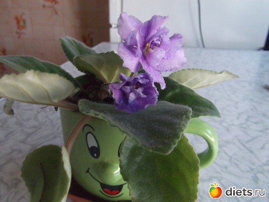 ФИАЛКА еще маленькая, альбом: Цветочки