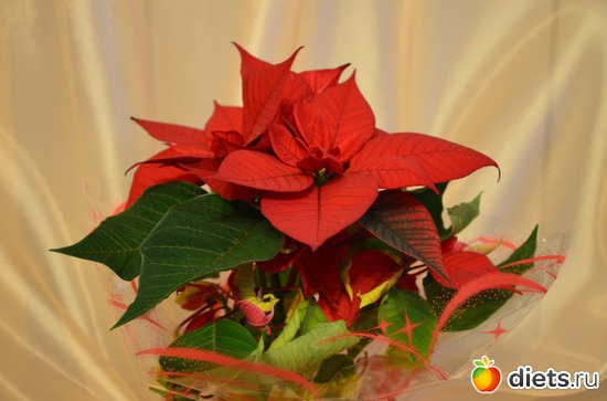 Рождественник на ДР подарили, альбом: Цветочки