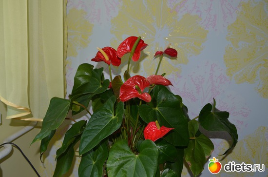 Антуриум. Уже три года ему, буду рассаживать весной., альбом: Цветочки