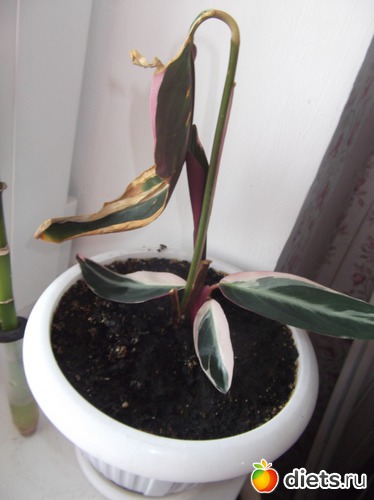 Строманта До, альбом: Цветочки