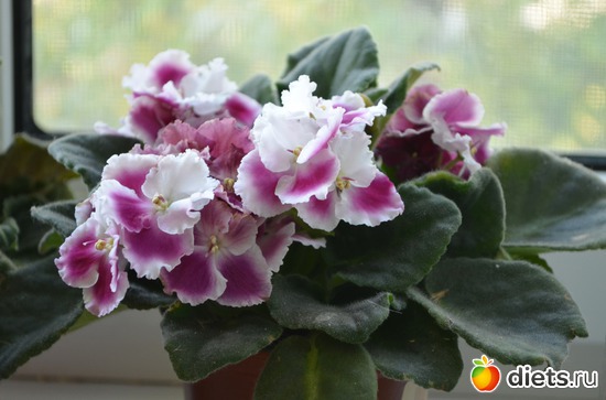 Фиалка белая(химера), альбом: Цветочки